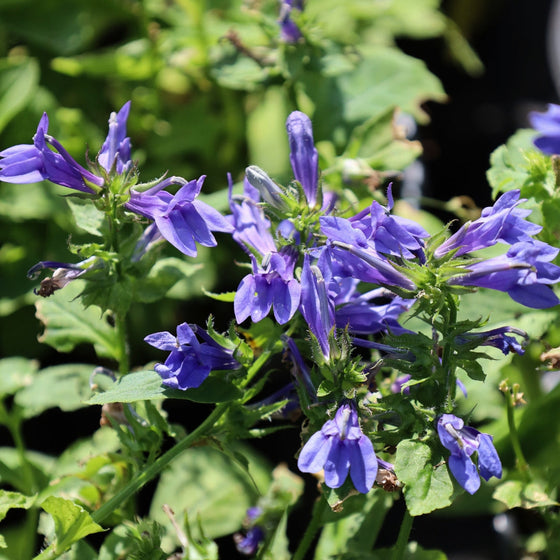 Blue Cardinal Flower close up showing off light blue flowers atop long stem