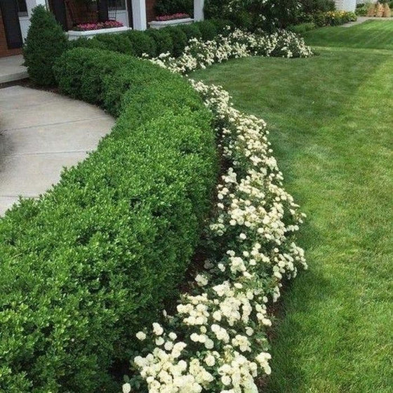 Row of Green Ice Boxwoods as a hedge