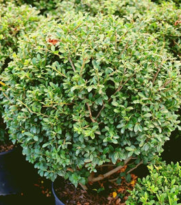 Green Luster Holly