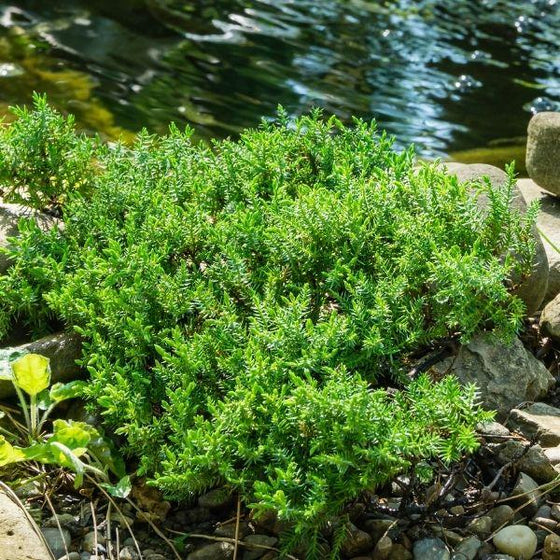 Low, spreading form of Green Mound Juniper showing mounded evergreen growth habit.