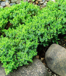 Green Mound Juniper
