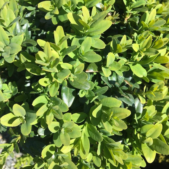 Boxwood Green Mountain evergreen shrub close up with green foliage