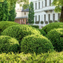 Green Mountain Boxwood