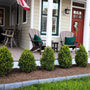 green mountain boxwoods along a porch