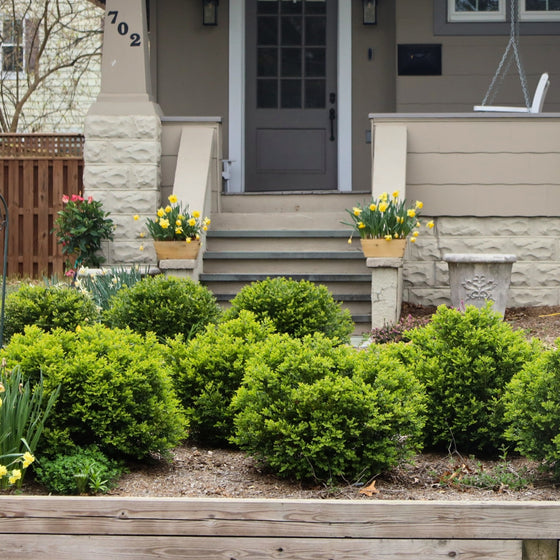 green velvet boxwoods foundation planting