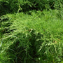 close up on the grey owl juniper sold online in the sun with green smooth edged leaves