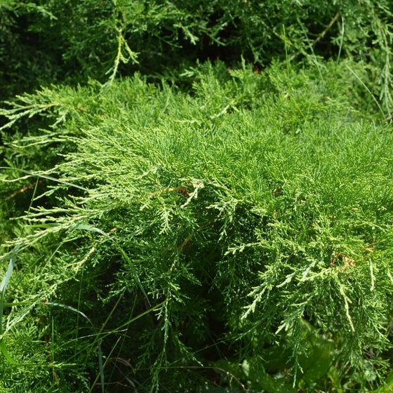 close up on the grey owl juniper sold online in the sun with green smooth edged leaves