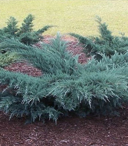 Grey Owl Juniper