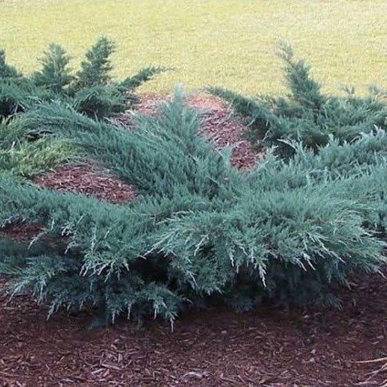 grey owl juniper sold online grows as a small hedge in natural style