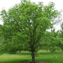 The Celtis occidentalis tree sold online can grow up to 60 feet tall as a shade tree