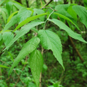 the bright green leaves of the Common Hackberry sold online are serrated