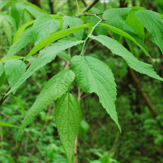 the bright green leaves of the Common Hackberry sold online are serrated