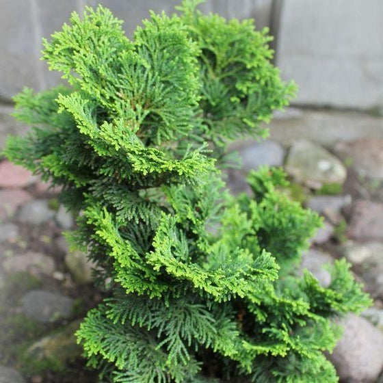 Hage Hinoki Cypress shrub with green foliage on top of rock pathway