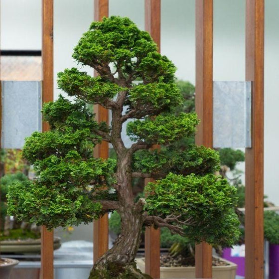 mature bonsai hage cpyress shrub with deep green foliage
