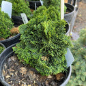 close up of dark green foliage on hage hinoki cypress