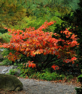 Hamamelis Vernalis