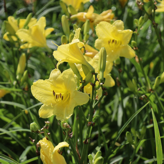 Buttery yellow summer blooms on Happy Returns Daylily