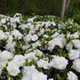 Gorgeous blooming azalea hardy gardenia