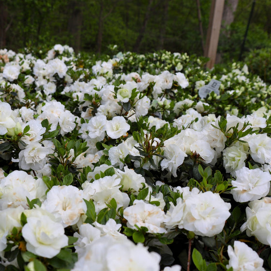 Gorgeous blooming azalea hardy gardenia