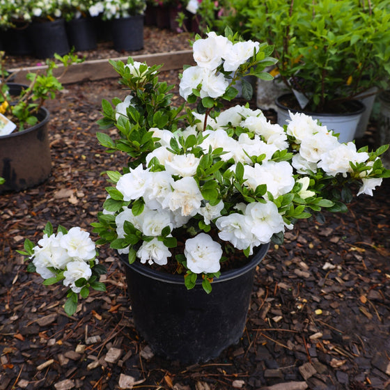 hardy white gardenias in bloom