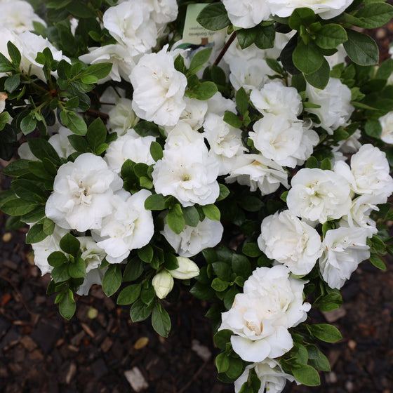 white gardenia blooms early spring