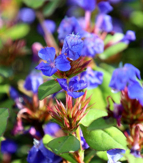 Hardy Plumbago