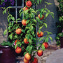 Harvester Peaches on a young peach tree