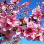 Harvester peach trees spring flowers
