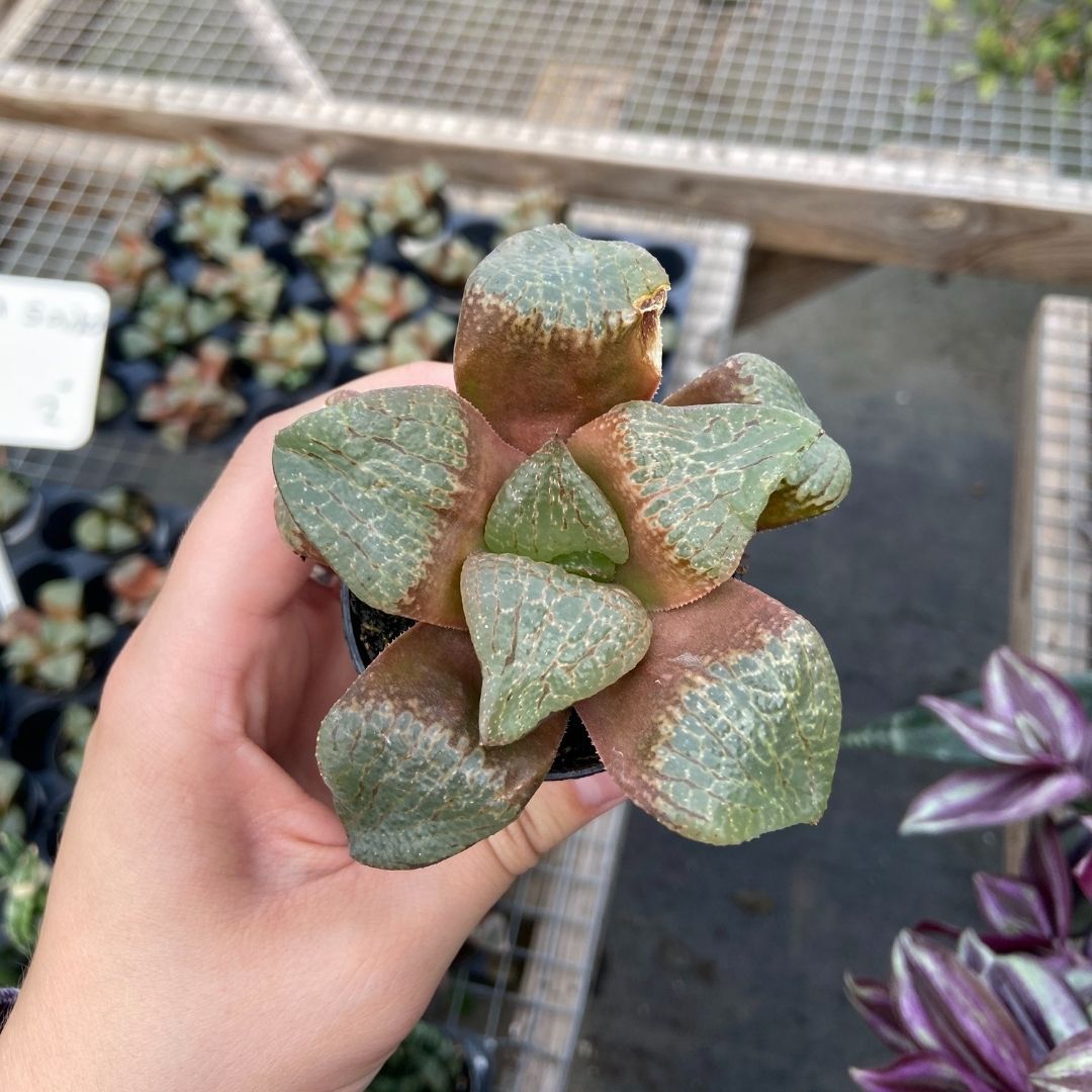 Haworthia Saiko Plant for Sale Garden Goods Direct