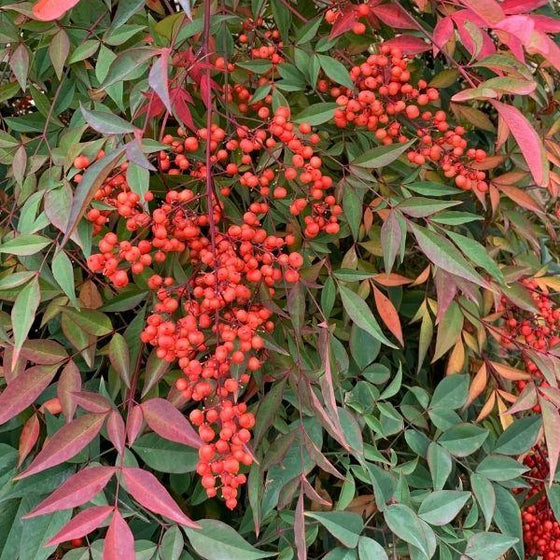 Gulf Stream Heavenly Bamboo Nandina domestica