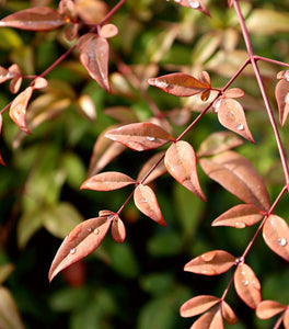 Heavenly Bamboo
