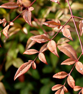 Heavenly Bamboo