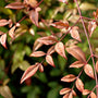 Heavenly Bamboo is a beautiful large landscape shrub