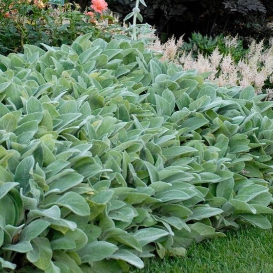 stachys helen von stein in a mixed perennial garden