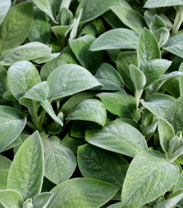 Lambs Ear