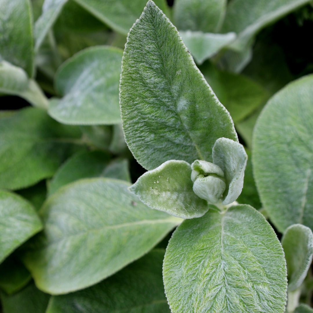 lamb's ear plant indoors Helen von Stein Lamb's Ear for Sale