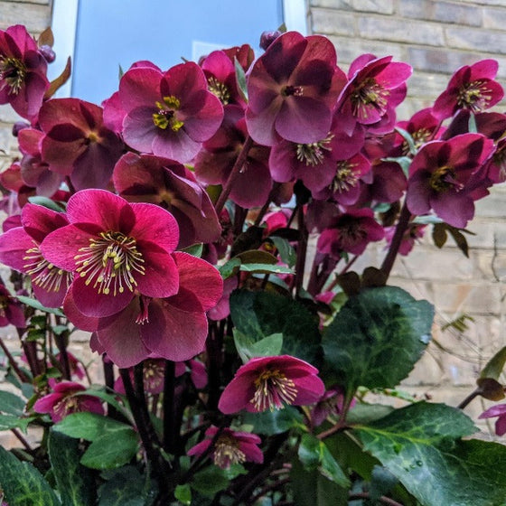 Helleborus ‘Anna’s Red’ in full bloom with deep red flowers and glossy evergreen foliage in a shaded garden.