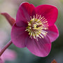 Close-up of Anna’s Red Hellebore flower showing rich crimson petals and golden stamens.