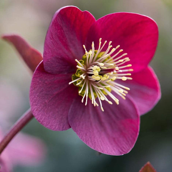 Close-up of Anna’s Red Hellebore flower showing rich crimson petals and golden stamens.