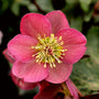 Helleborus Anna's Red shrubs make a stunning statement in your early spring garden