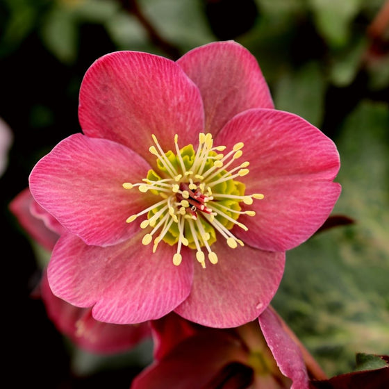 Helleborus Anna's Red shrubs make a stunning statement in your early spring garden