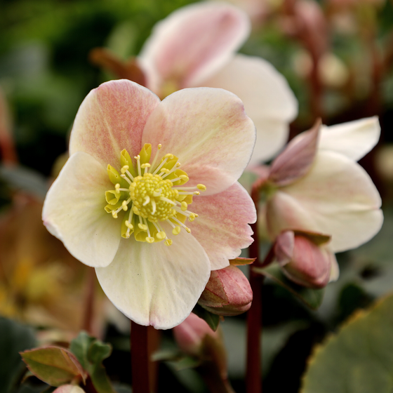 helleborus cinnamon frost winter blooms