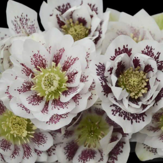 Hellebore Confetti Cake flowers bloom in the winter