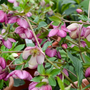 Helleborus French Kiss in the garden