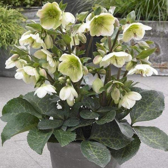 Helleborus Molly's White looks gorgeous in a container garden