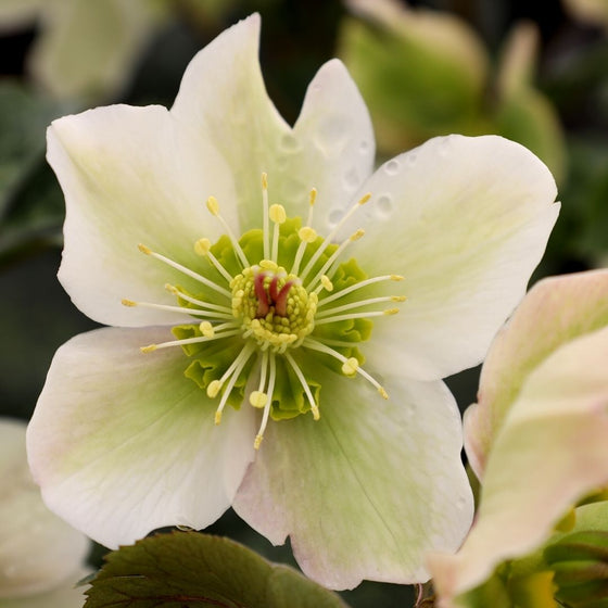 Molly's White Hellebore are beautiful white flowering garden shrubs