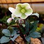 stunning ivory prince helleborus blooms
