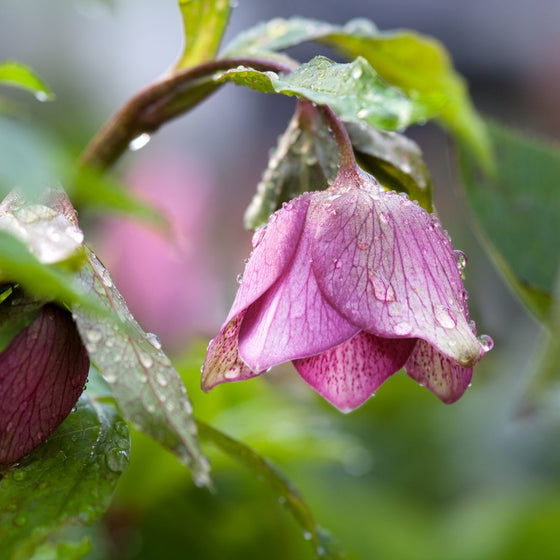 Helleborus ‘Royal Heritage’ growing in decorative pots and shaded border plantings.
