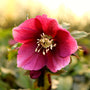 Perennial Helleborus Royal Heritage Strain