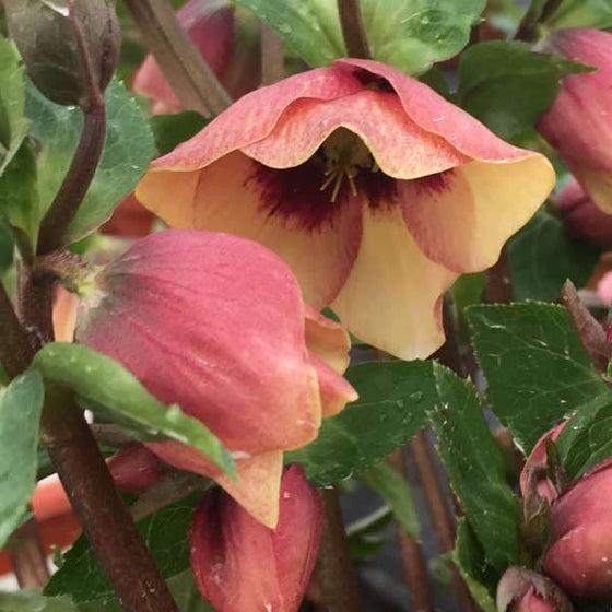 Sandy Shores Lenten Rose Flower blooms in the fall and winter